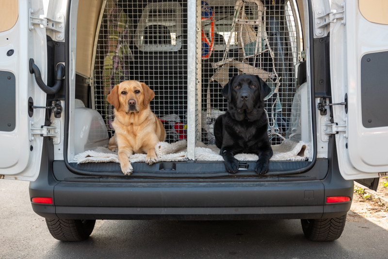 Ein Lieferwagen mit offener Hecktüre, innen sitzen je ein schwarzer und ein blonder Labrador und schauen zur Kamera.